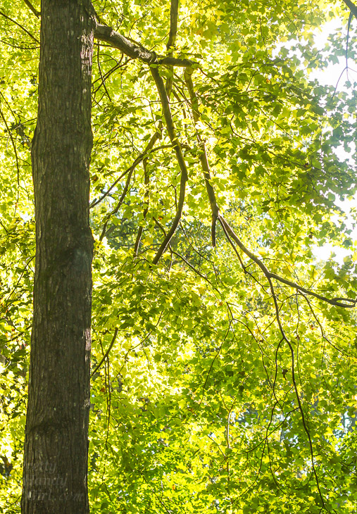 A Walk in the Woods | Pretty Handy Girl