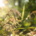 A Walk in the Woods | Pretty Handy Girl