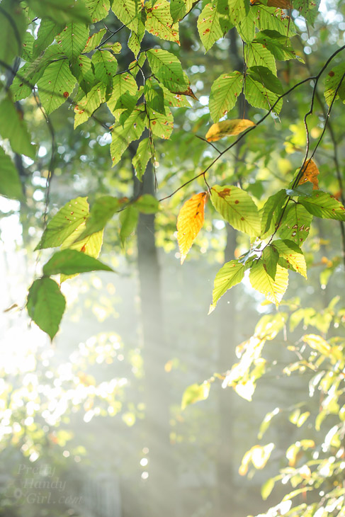 A Walk in the Woods | Pretty Handy Girl
