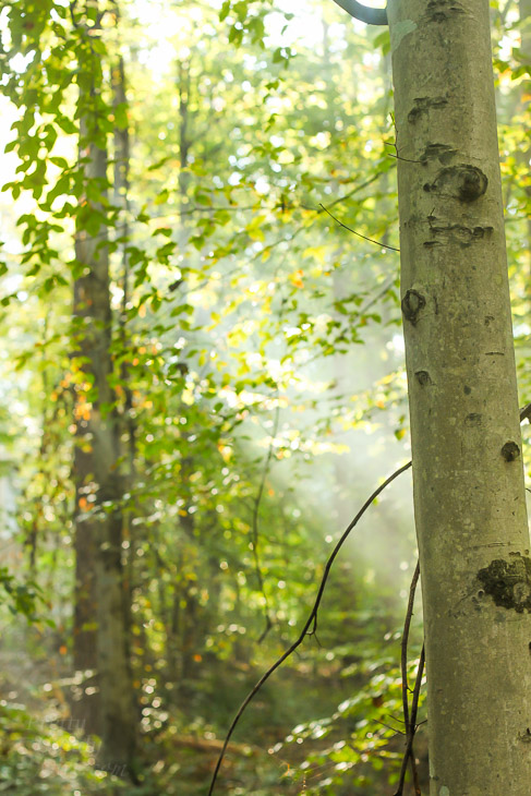 A Walk in the Woods | Pretty Handy Girl
