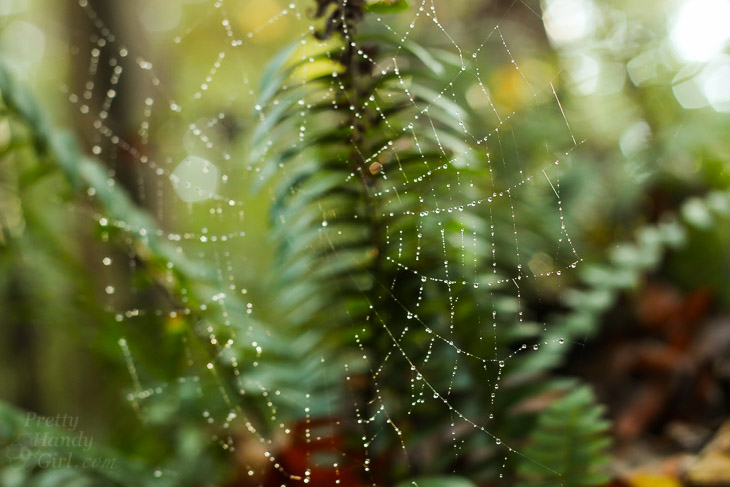 A Walk in the Woods | Pretty Handy Girl