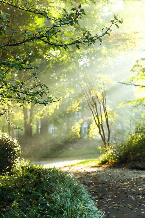 A Walk in the Woods | Pretty Handy Girl