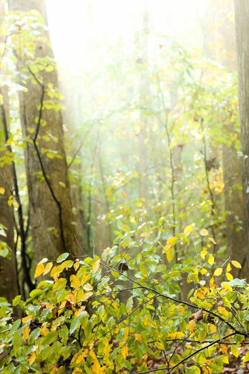 A Walk in the Woods | Pretty Handy Girl