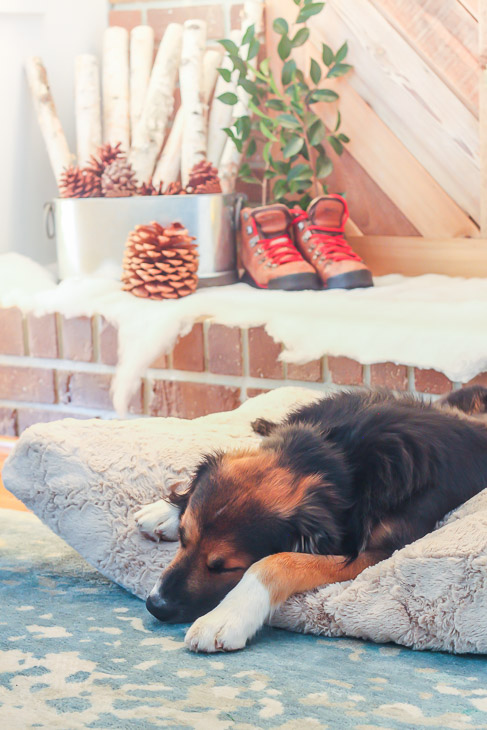 sleeping-dog-athome-dog-bed