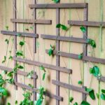 Weave your vines through the fence trellis to create a living wall!