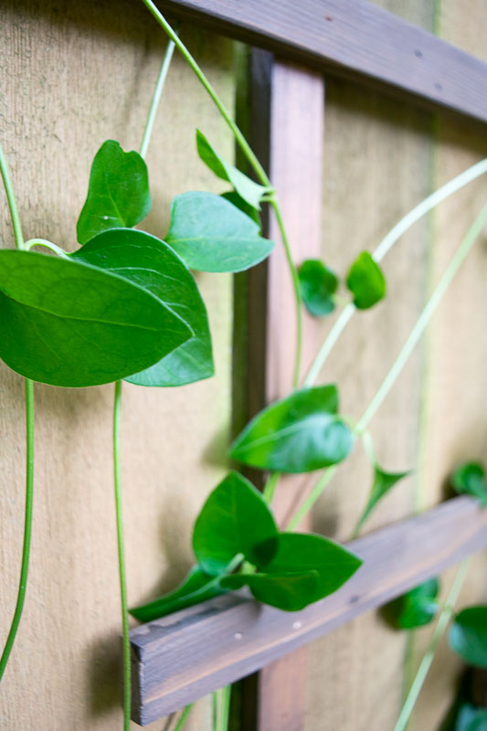 Give the vines a helping hand by weaving them through the slats of your fence trellis.