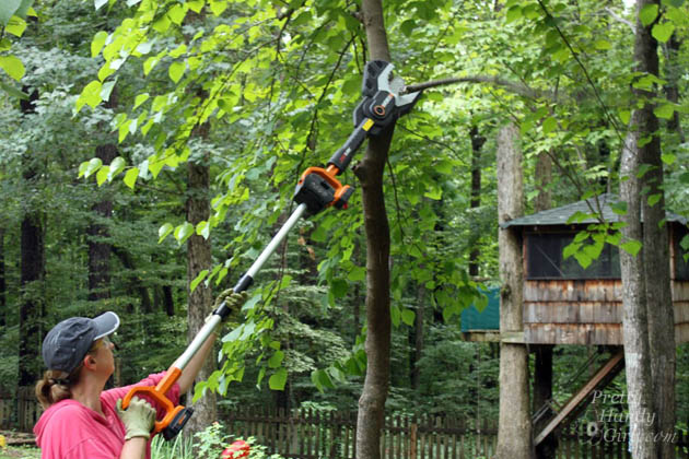 cut branches and trees before winter