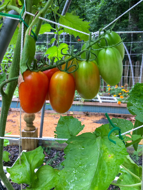 Tomato Crop in Raised Planter Beds