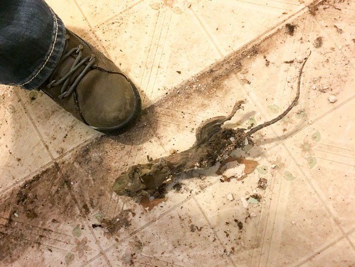 Dead Rat at foot