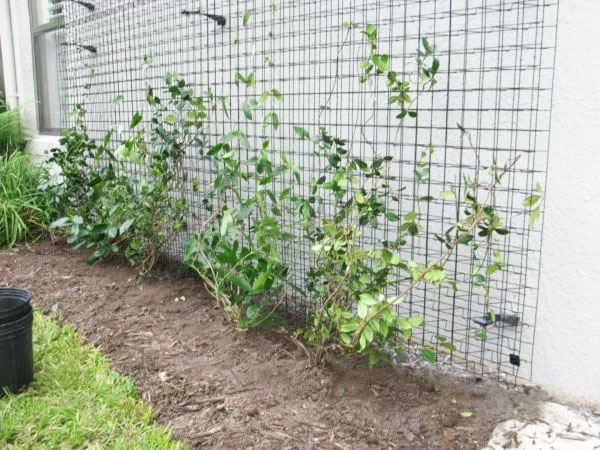 Diane and Dean's Outdoor Living Plant Wall