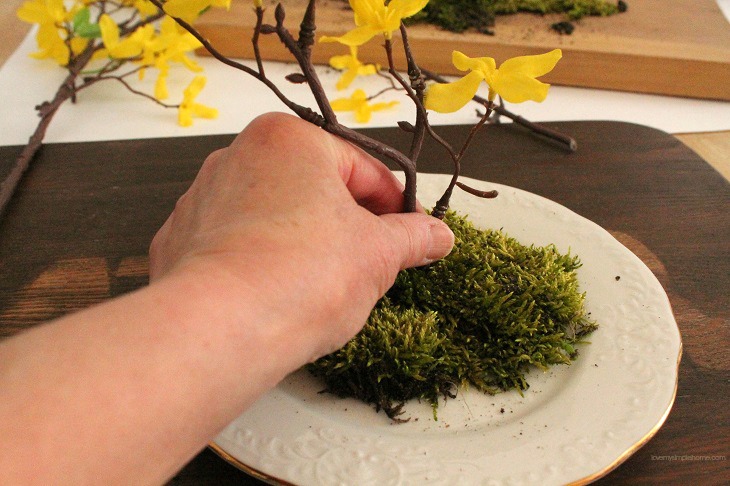 Position forsythia stems in moss