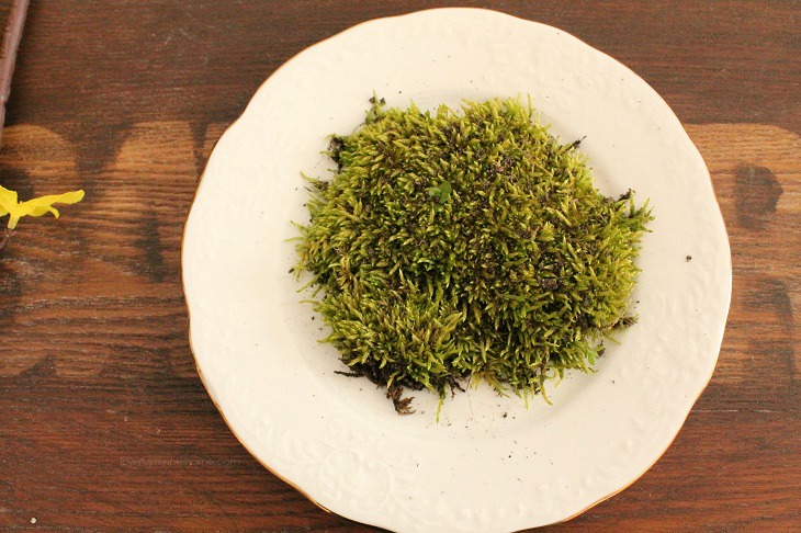 reindeer moss in a plate
