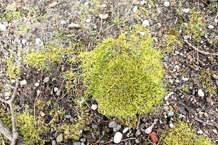 Reindeer moss