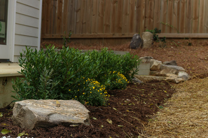 new foundation bushes by back deck