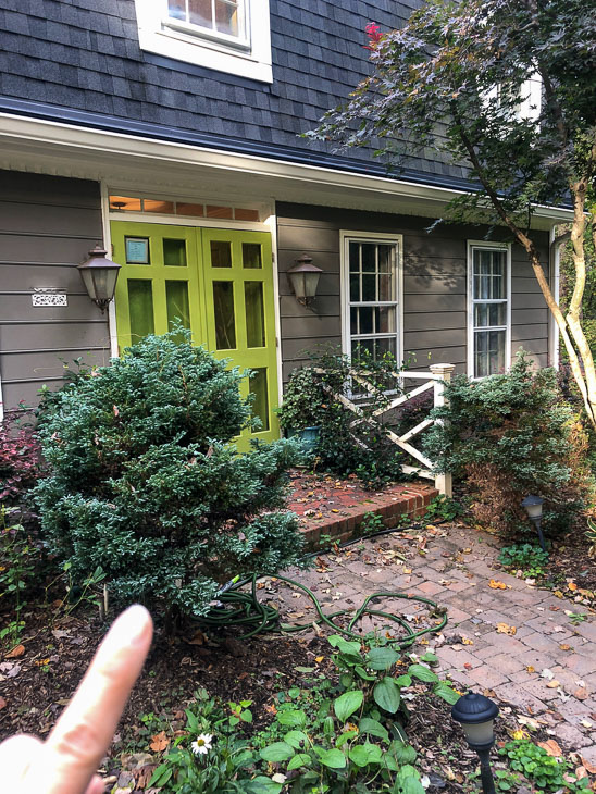 overgrown bushes by front of my house
