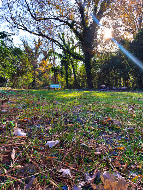 grass growing in backyard at Saving Etta project