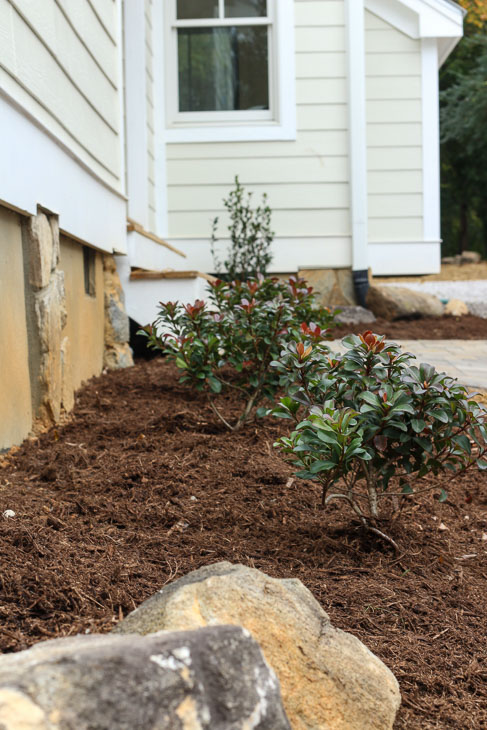 new foundation bushes