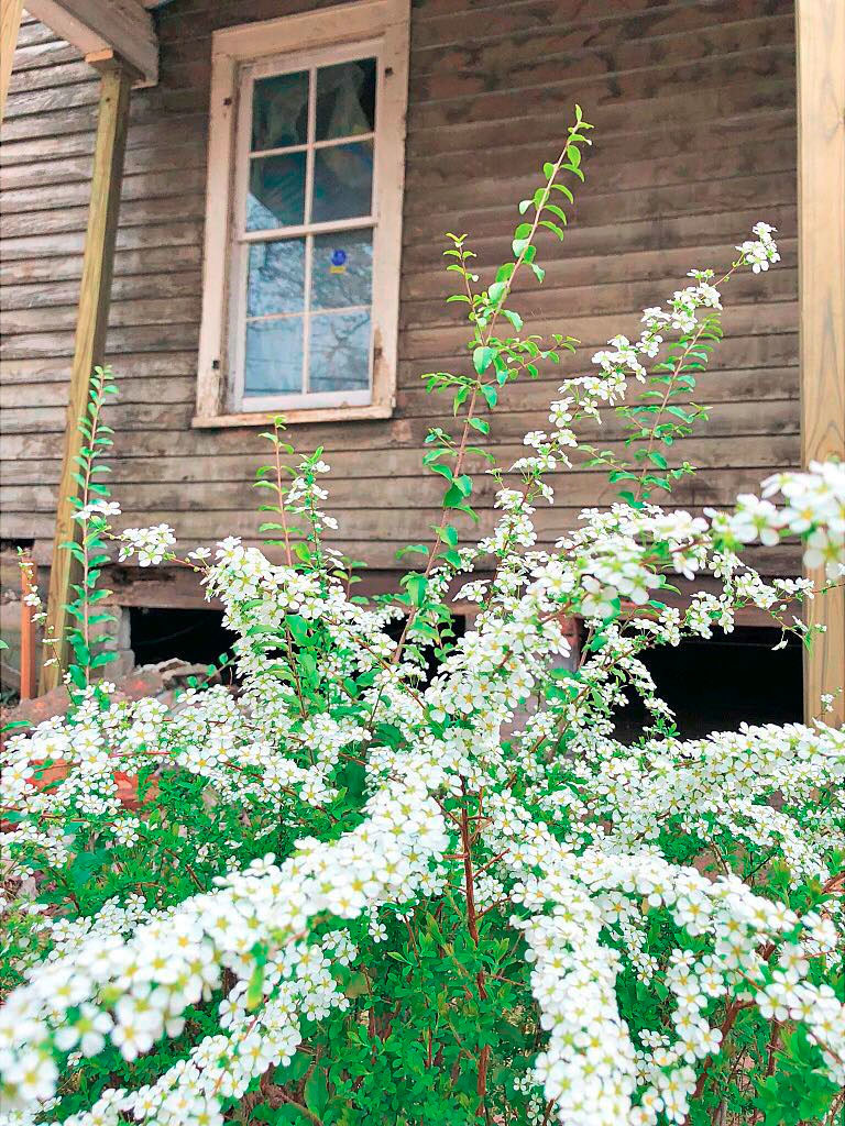 Bridal Veil Spirea original to house