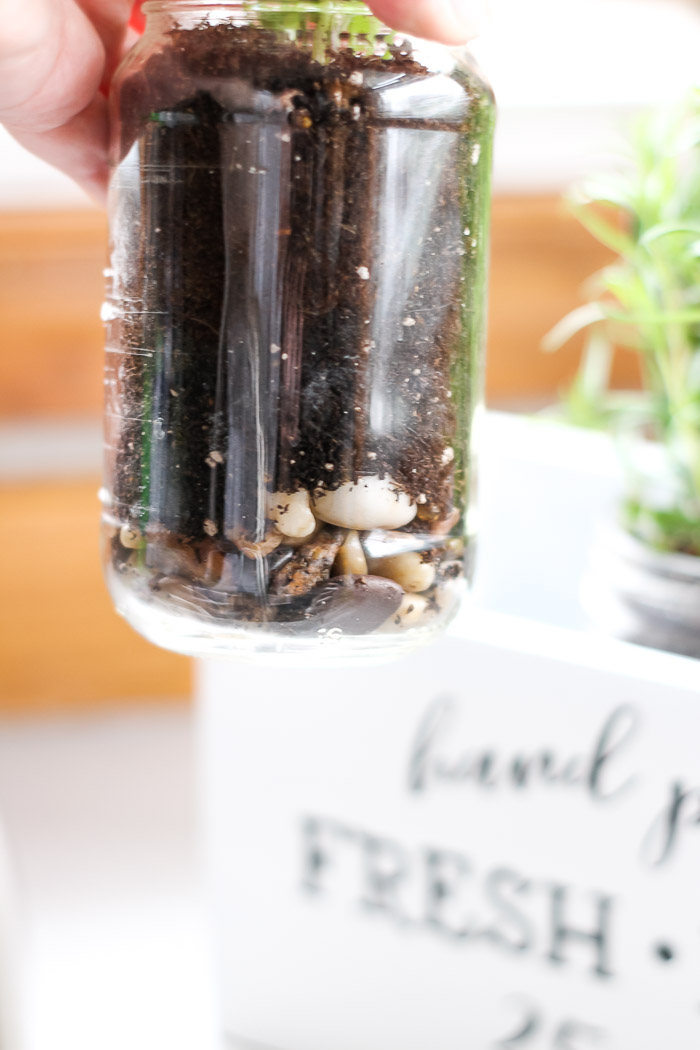 Planting herbs in Mason Jars