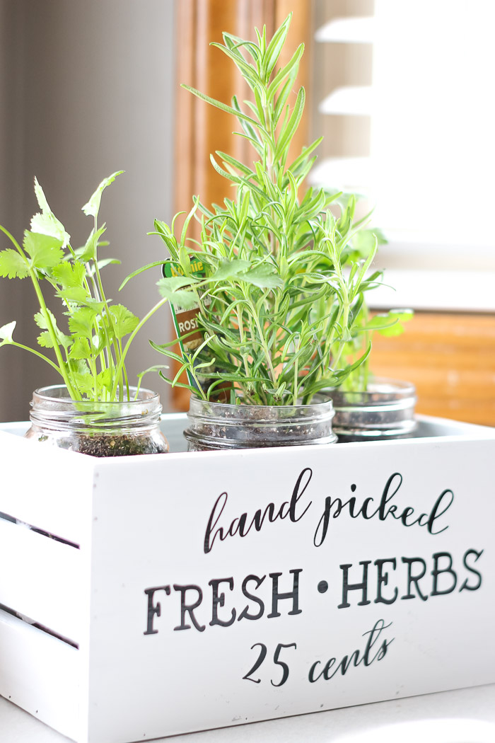 Rosemary and Cilantro indoor herb garden