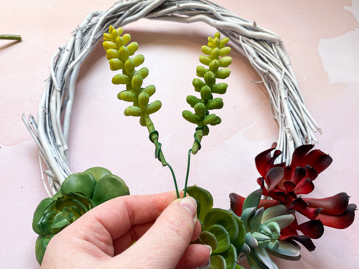 Smaller succulents used to fill in gaps