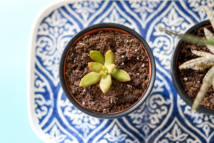 top down view of succulent in planter on decorative plate