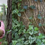 phg-removing-english-ivy
