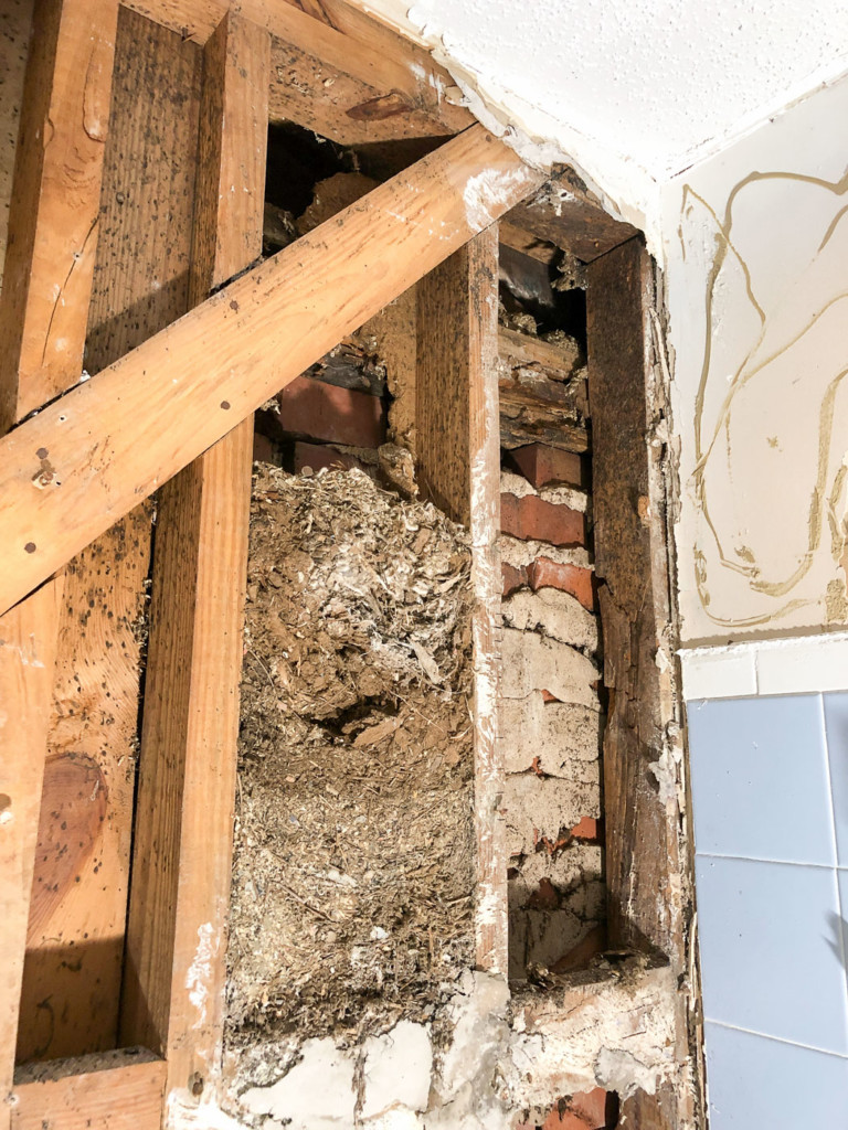 animal nest in between studs