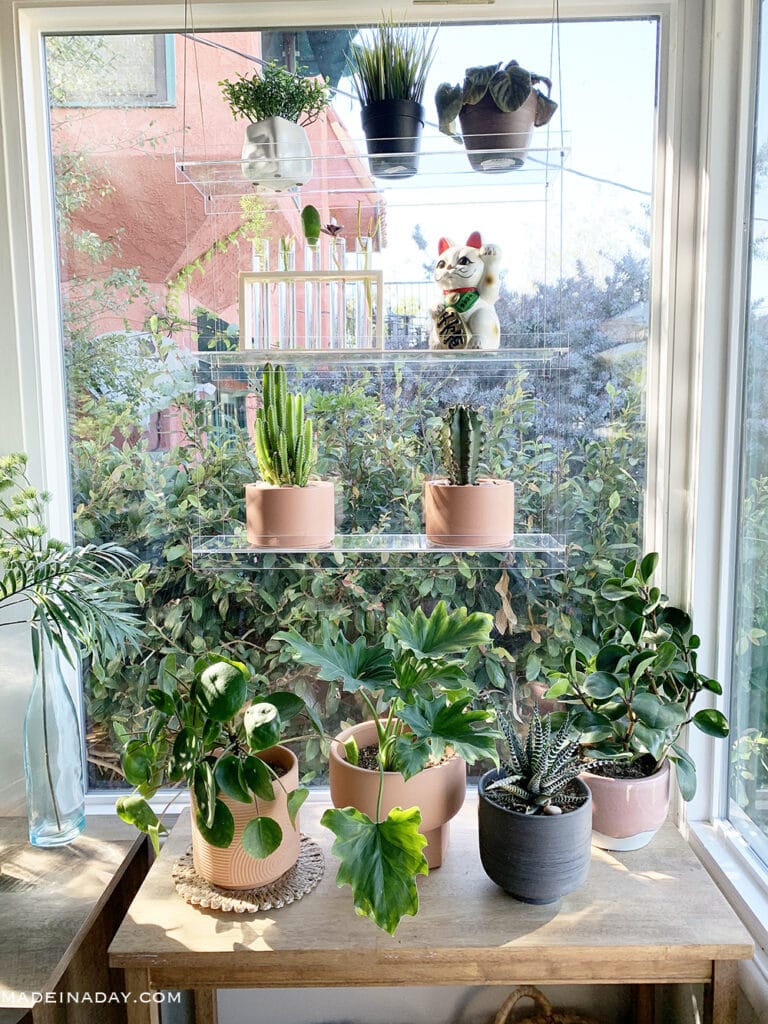 plant shelves in window