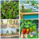 4 image collage raised beds